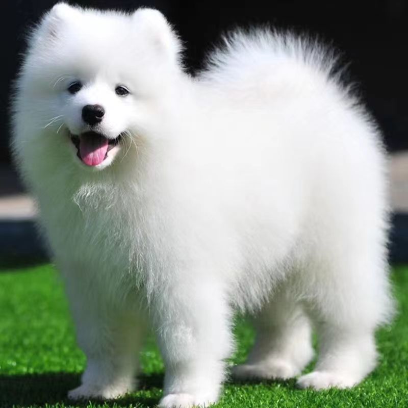 混血非纯种萨摩耶幼犬活物真狗中大型雪橇犬可爱白色陪伴宠物小狗