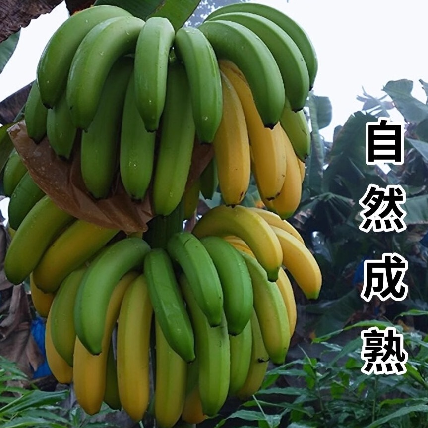 香蕉云南威尼斯精选绿皮新鲜水果当季整箱气泡柱装banana10斤包邮