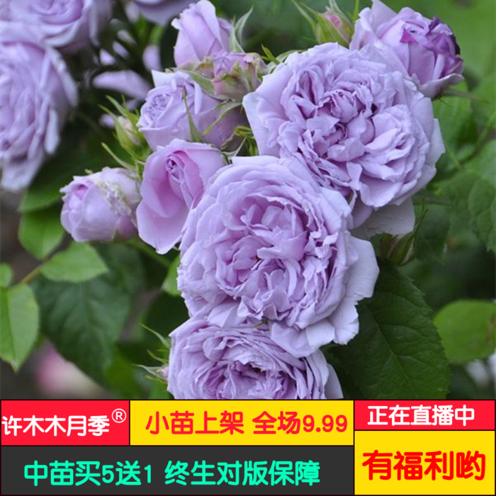 蓝色天空青空日本月季灌木月季粉紫色中香庭院适合盆栽-许木木