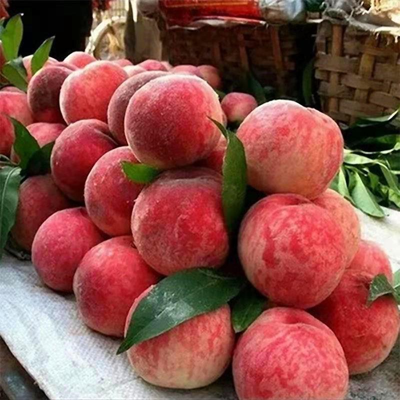 血桃新鲜水果现摘现发桃子5斤当季红心毛桃整箱脆桃孕妇水蜜桃子