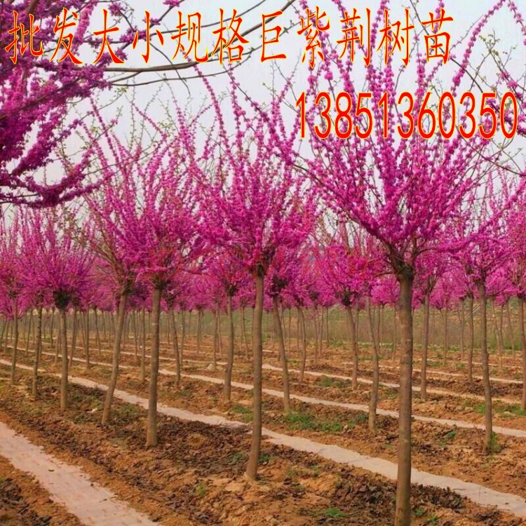 优质巨紫荆小苗 精品巨紫荆苗 能长大树的紫荆树苗行道树苗工程苗
