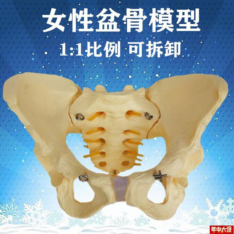 现货速发女性骨盆模型可拆卸活动髂骨髋骨M坐骨骶椎盆腔月子家政