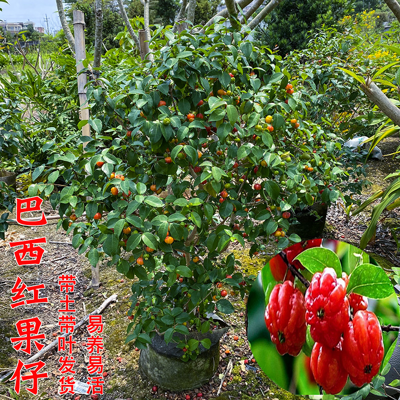 红果果树盆栽