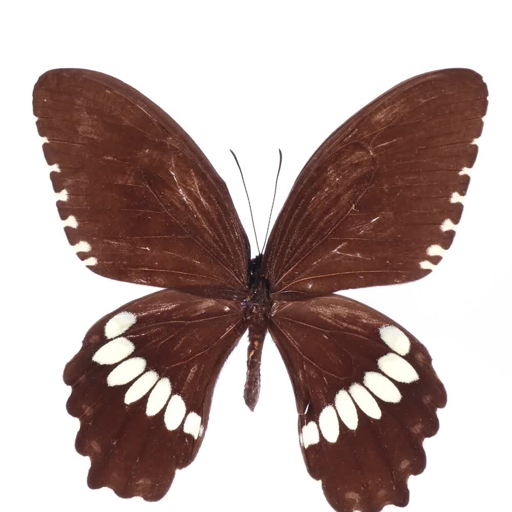 玉带凤蝶Papilio polytes 雌雄未展翅原蝶南美洲进口标本蝴蝶展