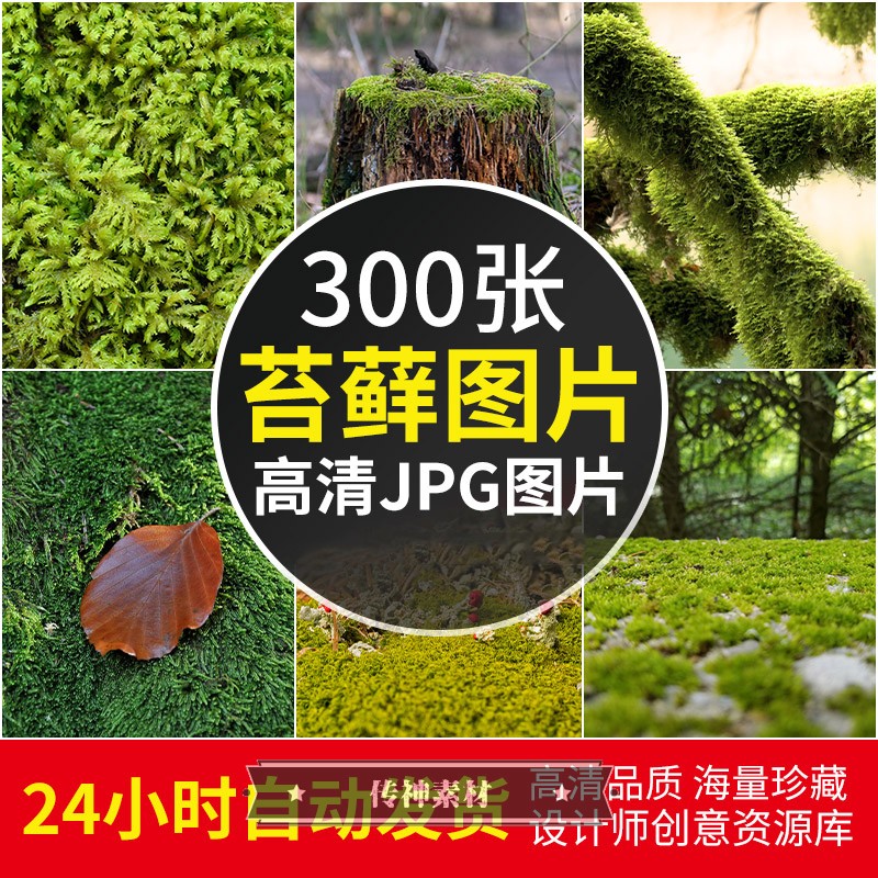 高清大图苔藓植物青苔森林绿色地表摄影电脑平板背景壁纸图片素材
