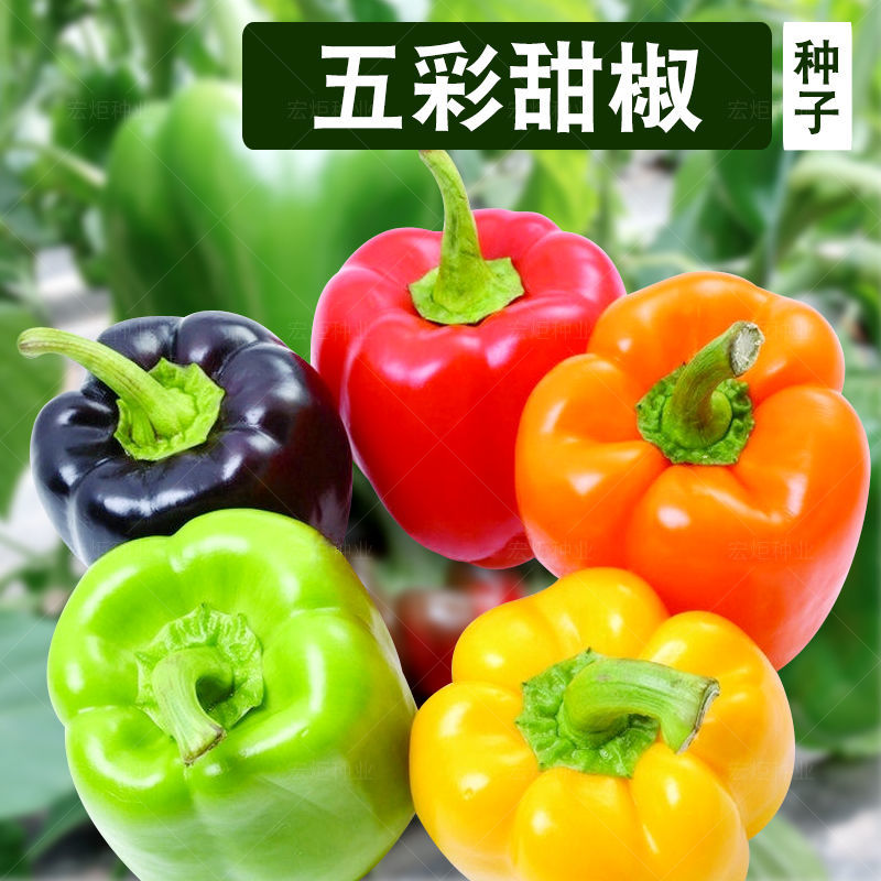 五彩甜椒种子五彩椒青椒灯笼椒彩色辣椒种籽柿子椒盆栽蔬菜种子孑