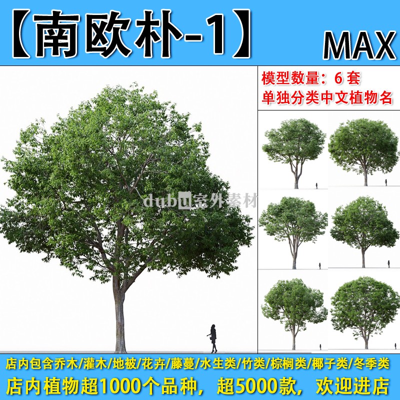乔木-177-【朴树-南欧朴-1】max植物模型-园林景观室外3d植物模型
