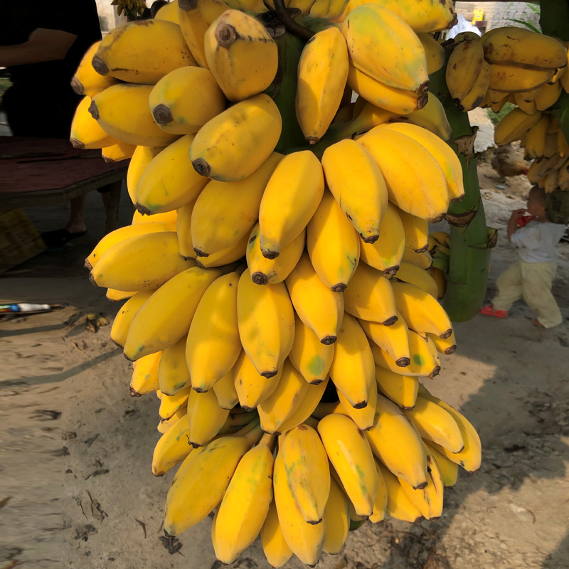 广东高州5斤大芭蕉西贡蕉新鲜水果包邮粉蕉牛角香蕉非小米蕉banan