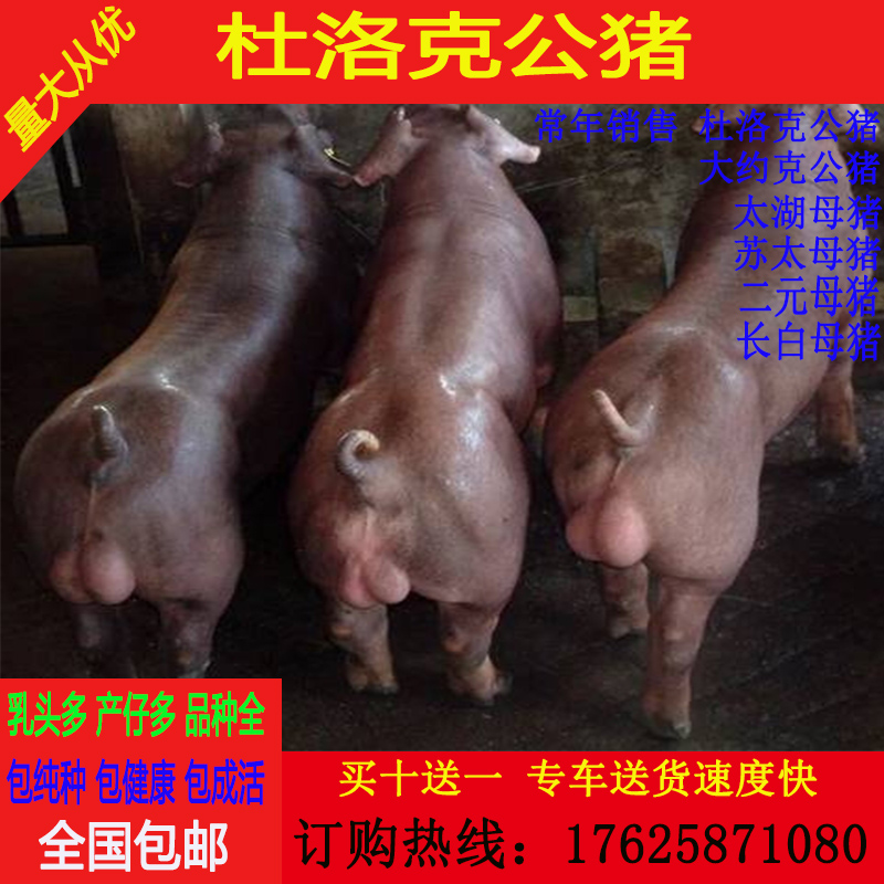 美系杜洛克公猪大约克种猪原种太湖母猪苏太母猪长白二元梅山