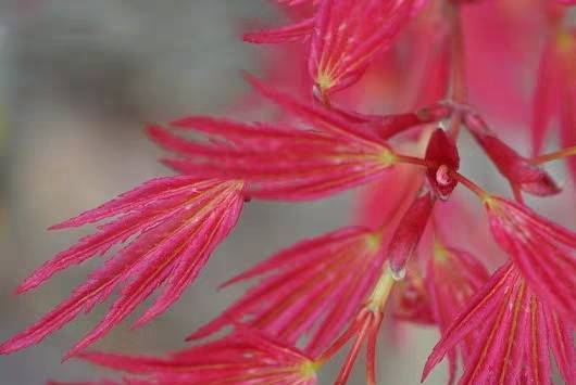 红枫粉矮人枫树盆景一物一拍观叶花灌木花园庭院植物枫叶之谷