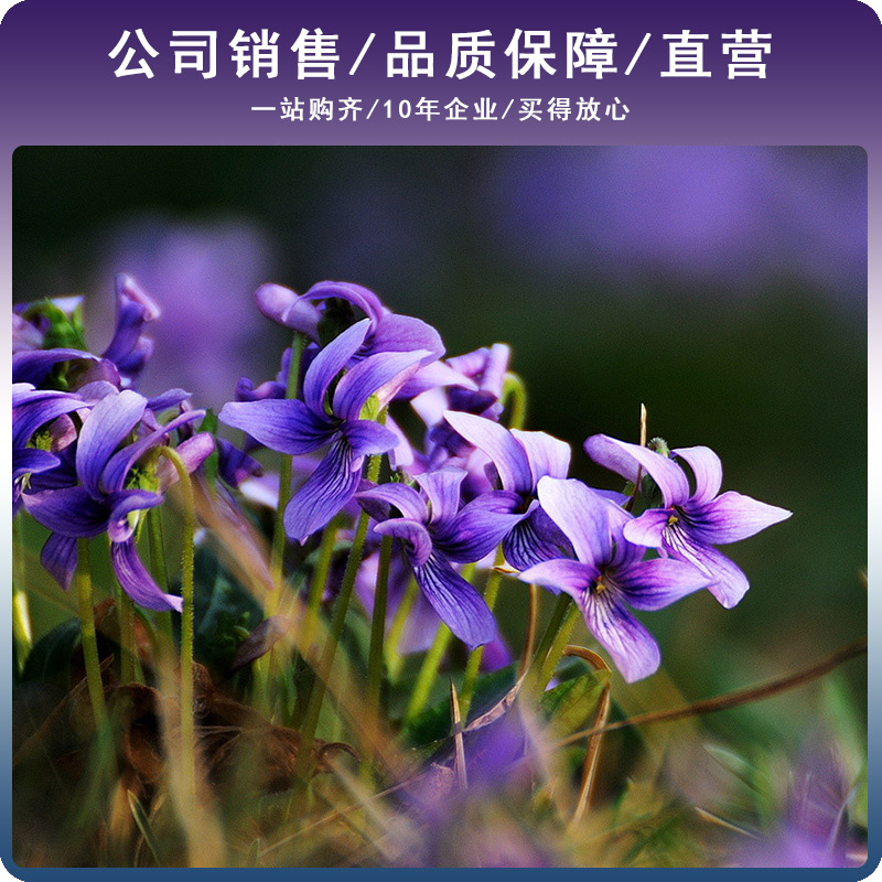 紫花地丁种子多年生花种籽四季中药材野堇菜花籽花地丁矮生草坪籽