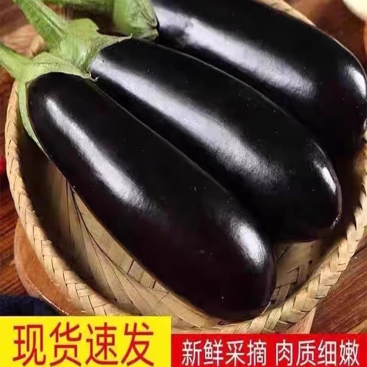 新鲜长茄子5斤紫茄子农家自种长线大茄子黑嫩现摘非圆茄蔬菜包邮