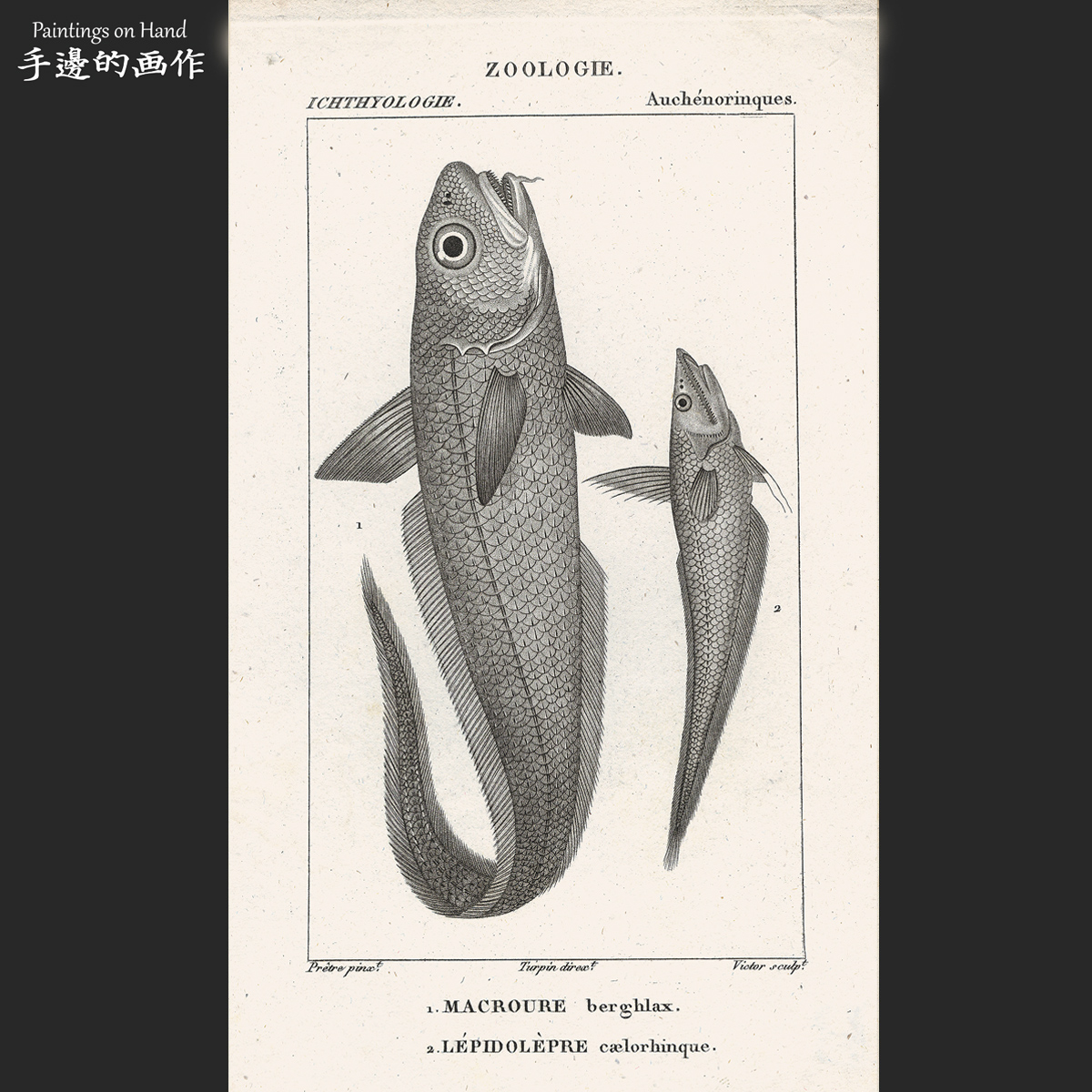 法国1820年代古董雕刻凹版铜版画 博物鱼类图鉴画芯/海鱼两种