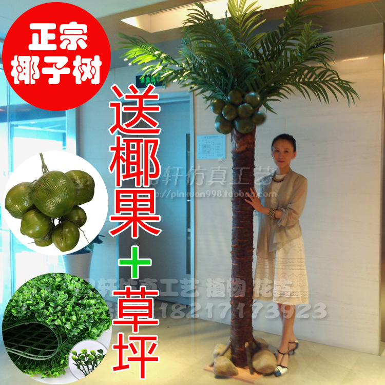 室内大型热带植物
