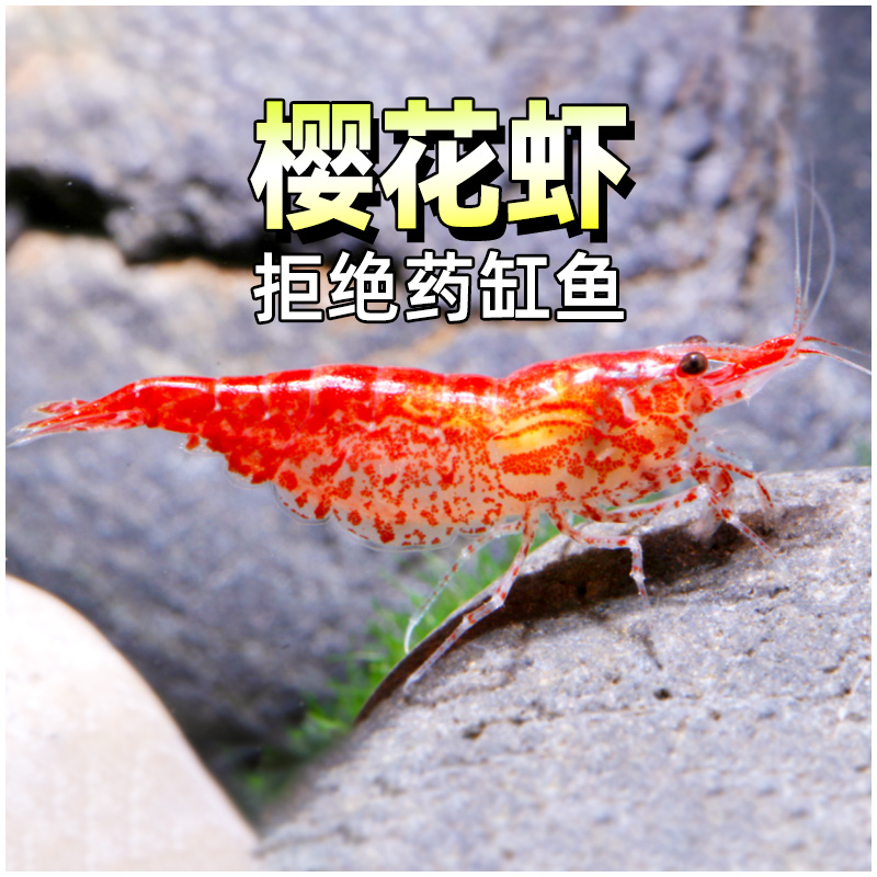 樱花虾火焰极火虾苹果螺黄金螺观赏螺除藻工具宠物水草小型虾活体