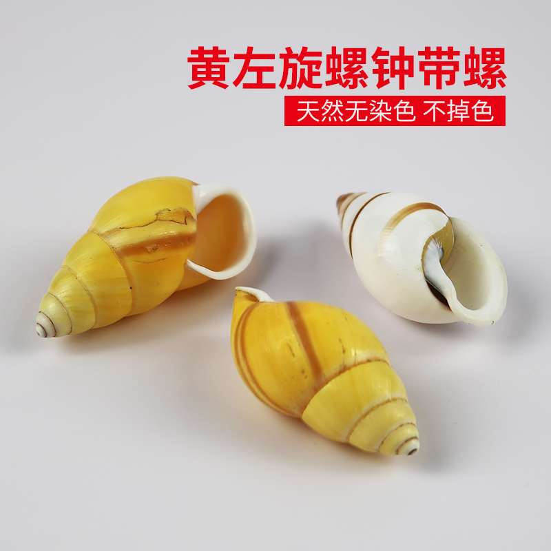 天然海螺贝壳黄色左旋螺钟带螺鱼缸造景收藏标本寄居蟹房子替换壳