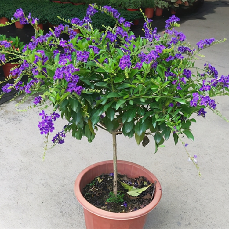 蓝精灵 巧克力花 蕾丝紫金露多年生木本植物阳台庭院耐热耐旱花卉