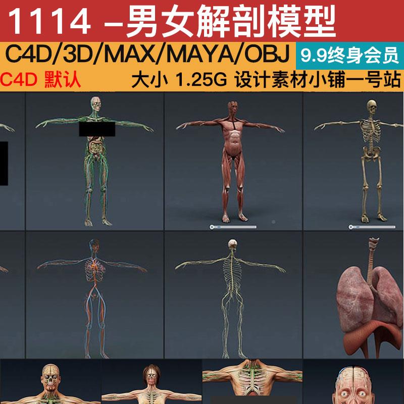 医学男女解剖人体脉络骨骼器官C4D MAX FBX for Vray模型三维素材