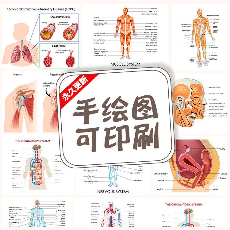 医学医疗人体解剖展示图人体细胞组织教学解读图形插画矢量素材