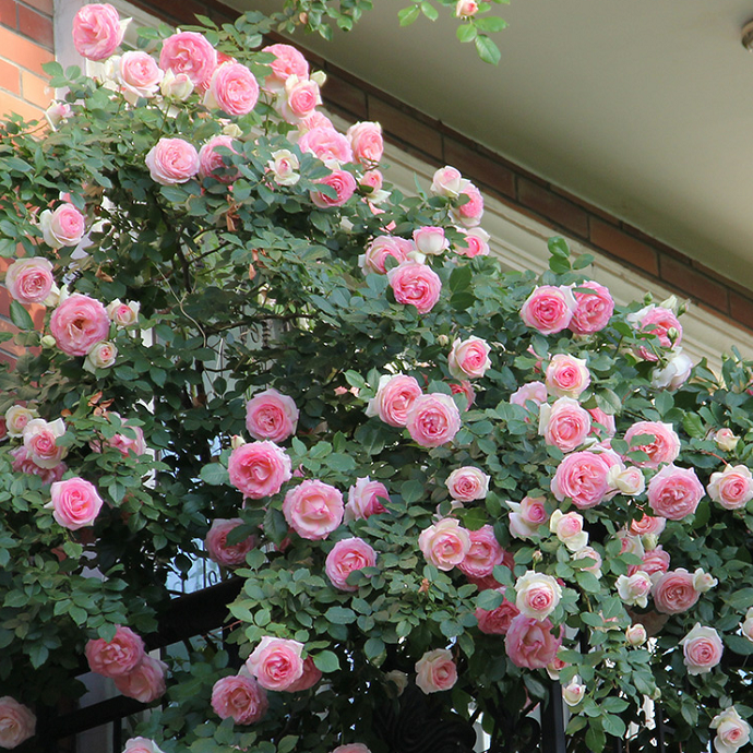 藤本月季花苗特大花庭院植物室内盆栽玫瑰爬藤蔷薇四季开花卉小苗