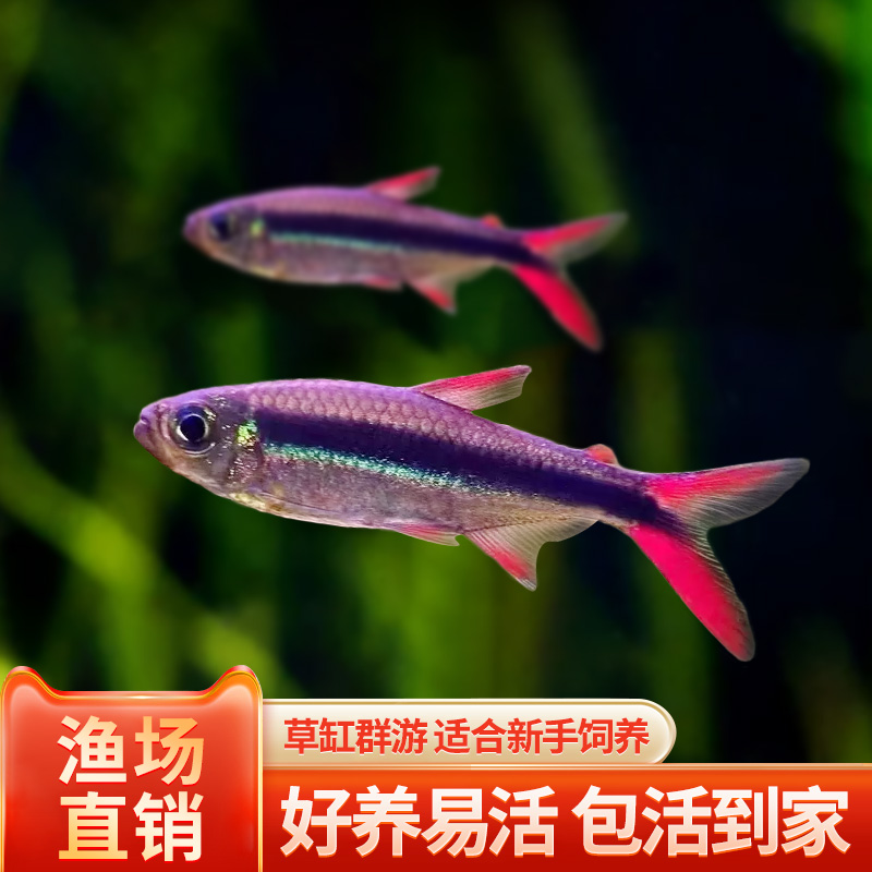 赤焰绿翡翠灯鱼南美小型灯鱼稀有品种红尾炽焰翡翠绿灯鱼群游活体