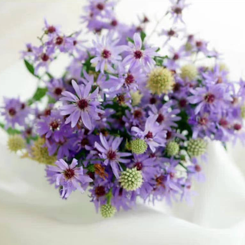 荷兰菊紫菀小卡罗盆栽雏菊花苗爱开花耐寒耐热阳台庭院蓝紫色花卉