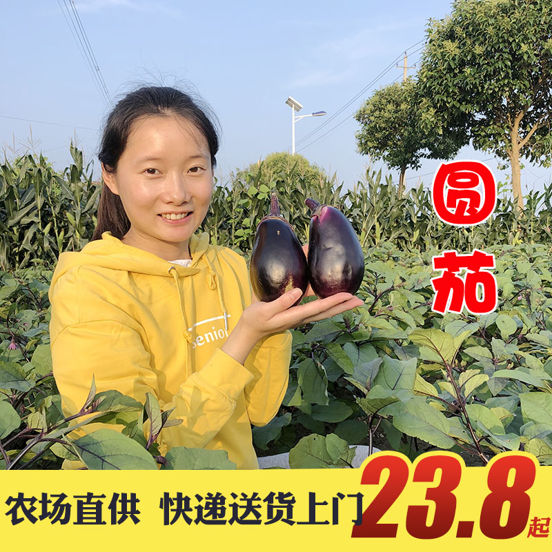 晓玲农场新鲜现摘老品种紫茄子圆茄子灯泡茄子烧烤材料时令蔬菜