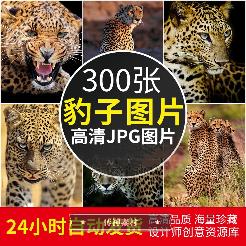 高清豹子图片 美非洲猎豹动物摄影照片手机美图电脑壁纸参考素材