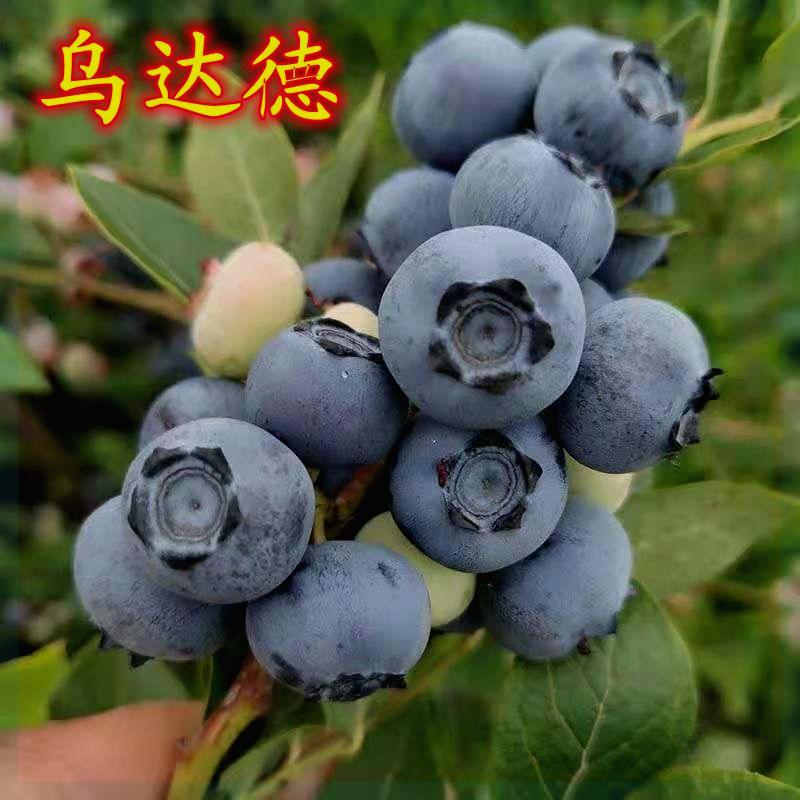乌达德蓝莓树果苗室内外盆栽地栽阳台南北方四季种植蓝莓苗耐热