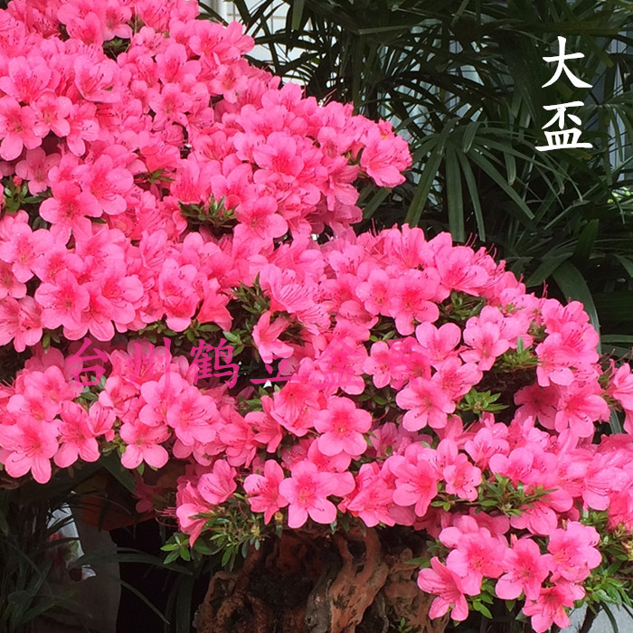 皋月杜鹃日本夏鹃东洋 - 大盃80、白花装饰（白い花かざり）