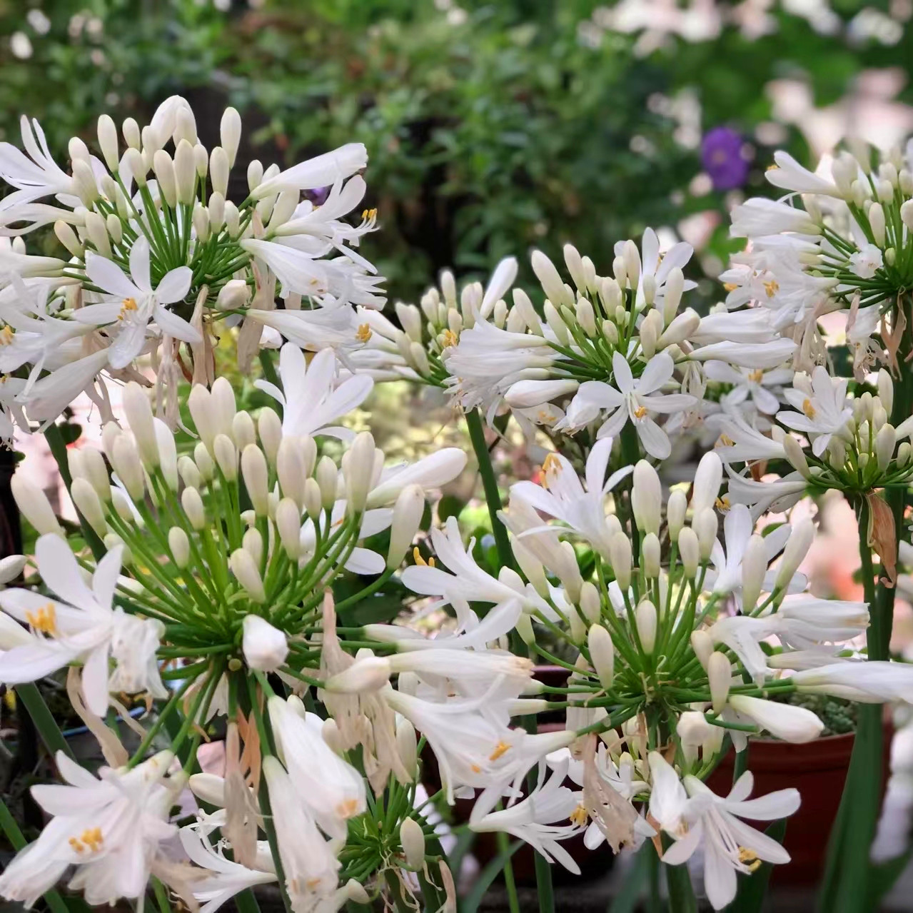 蔓花园 白色百子莲 新娘 小型耐热盆栽丰花品种 园艺花镜植物