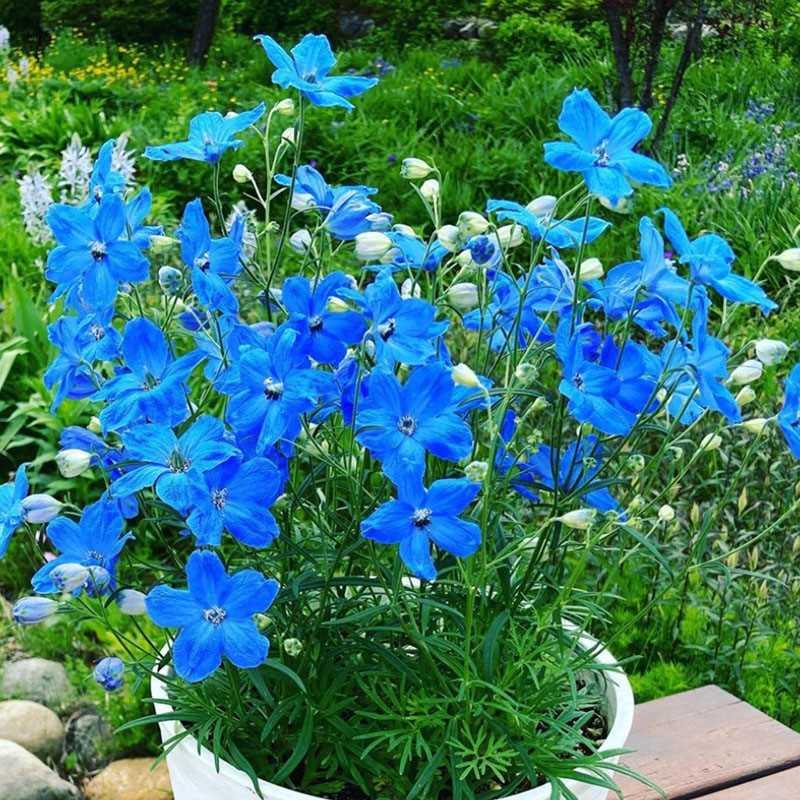 一种蓝色的小野花