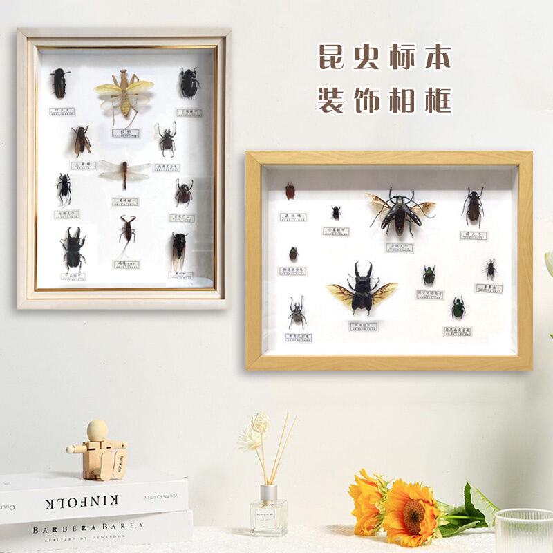 16寸展翅昆虫框锹甲虫金龟手工艺装饰品立体相框摆挂壁画
