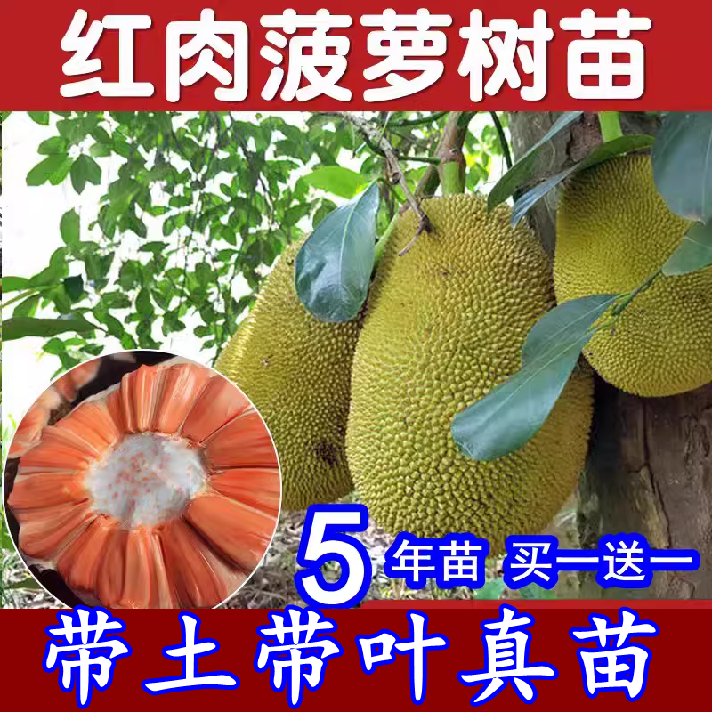 菠萝蜜树苗黄肉红肉干苞菠萝马来西亚一号四季当年结果嫁接苗带土