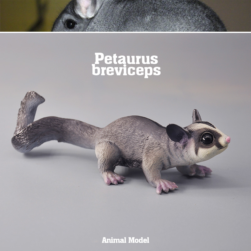外单正品 正版仿真动物模型 蜜袋鼯 滑行负鼠鼯鼠 男孩儿童玩具