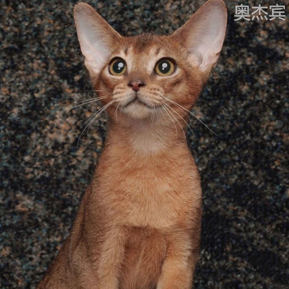 阿比西尼亚猫幼仔蓝金纯种红栗色赛级豹猫宠物猫埃及无毛猫咪活物