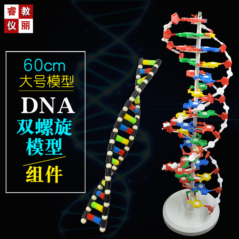 DNA双螺旋结构模型 60cm大号生物教学具脱氧核苷酸链碱基遗传基因