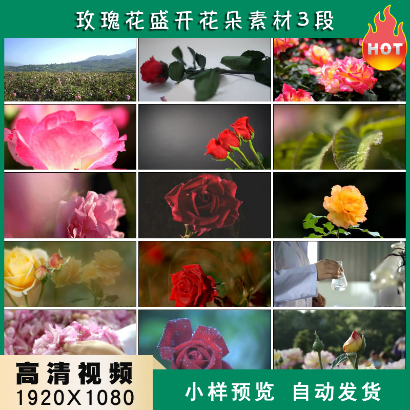 玫瑰花盛开花朵鲜花香水玫瑰蔷薇月季花高清实拍视频素材
