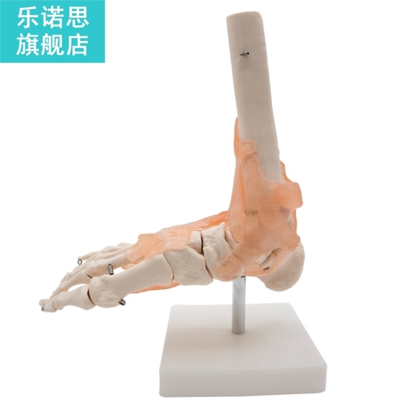 Foot Joint Model With Ligaments,Human Anatomical Model,Life