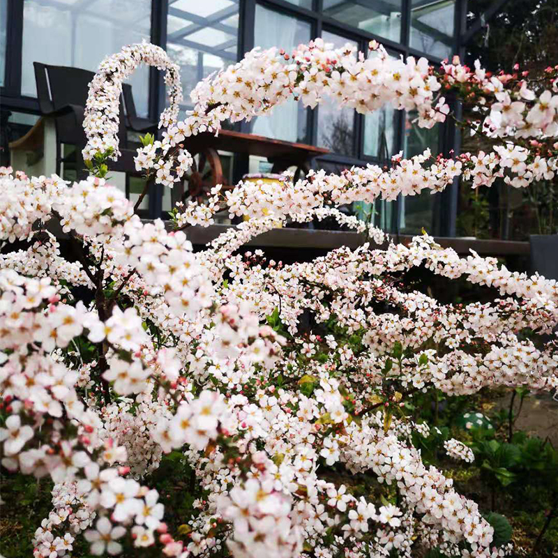 【画城】喷雪花 粉色雪柳 粉色喷雪花庭院开花植物耐热耐寒花灌木