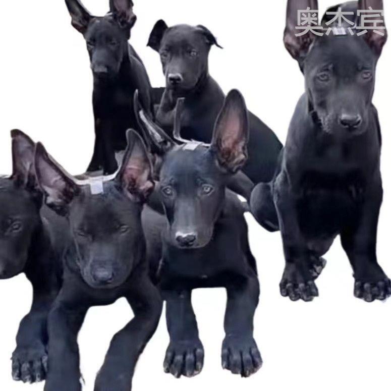 纯种黑狼犬幼犬看家护院全黑色大型猛犬幼崽霸气护卫犬活的家庭犬