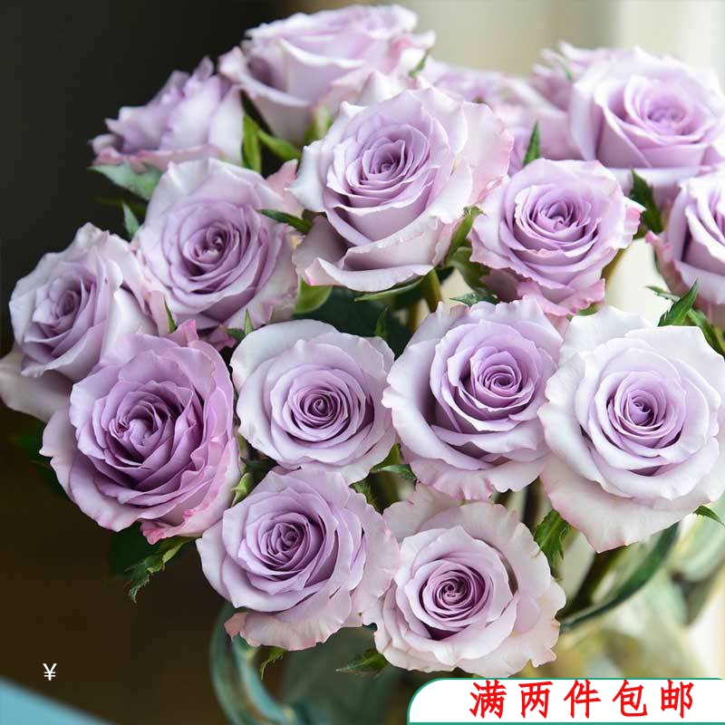 【水灵花园】海洋之歌 ，紫蓝色 德国欧月花苗月季盆栽