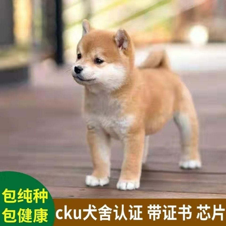 日本柴犬纯种