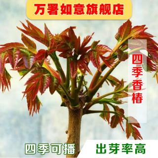 红椿种子