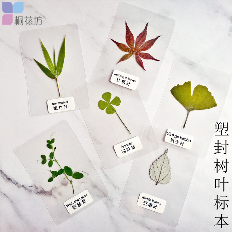 塑封植物标本 真树叶干花过塑学生书签儿童认识叶子透明挂墙装饰