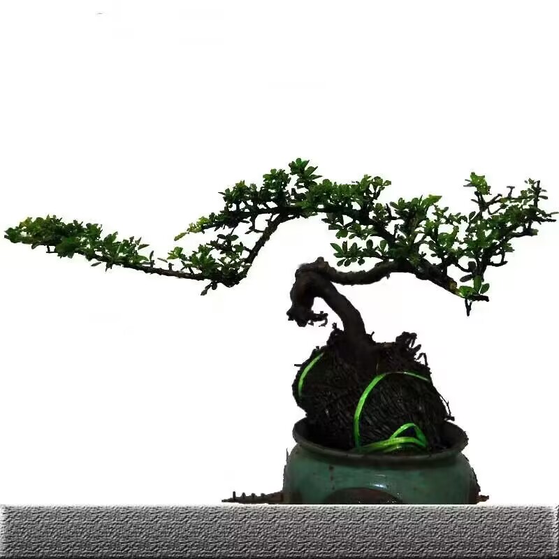 云南铁马鞭老桩黑刺黑果盆景素材铁马鞭杂木疙瘩舍利碳化树桩盆景