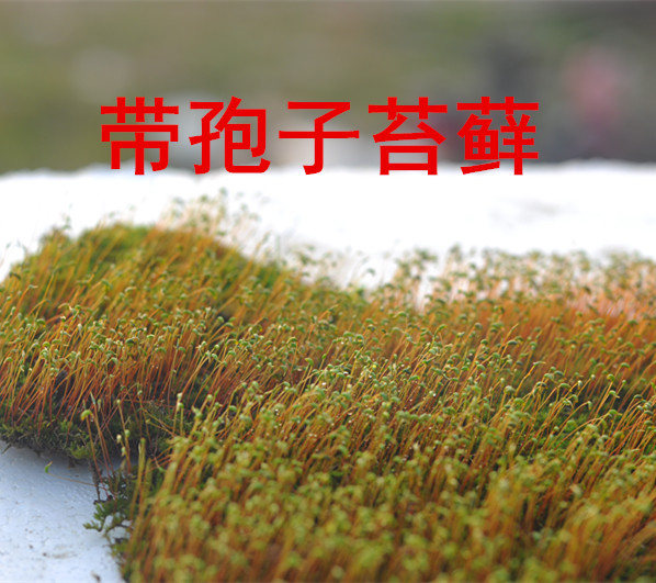 带孢子苔藓蕨类植物学校教学专用葫芦藓 块状地钱学生上课用