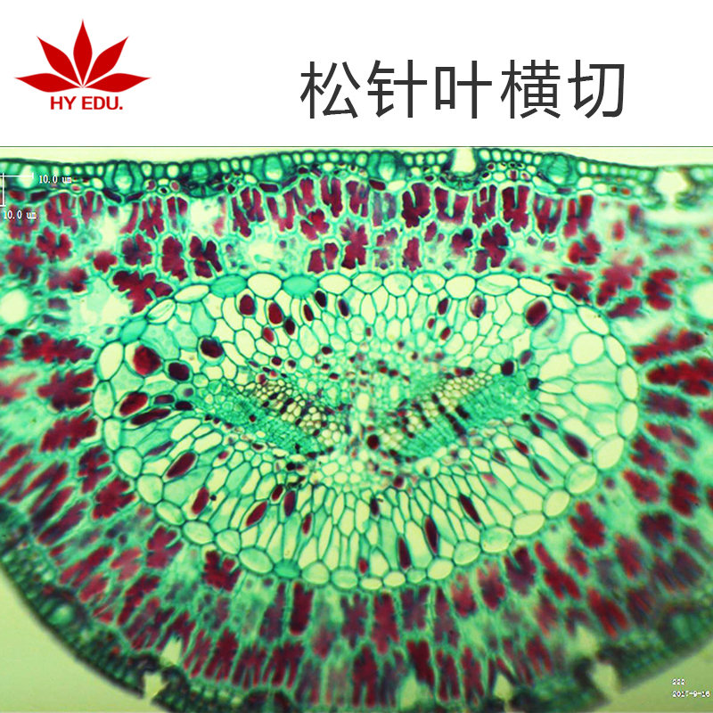 显微镜用玻璃生物切片  松针叶横切 植物玻片 细胞成像清晰