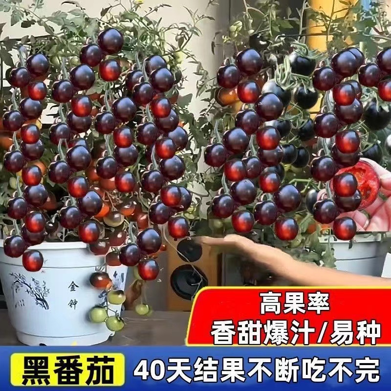 盆栽小西红柿