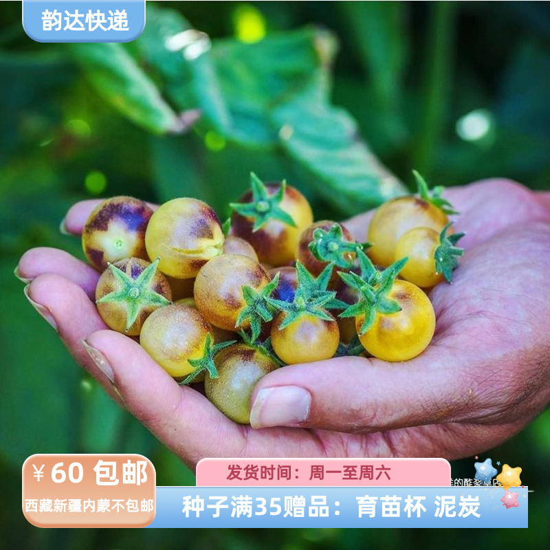 【种子】 樱桃番茄小西红柿无限生长型 靛蓝奶油浆果 5粒